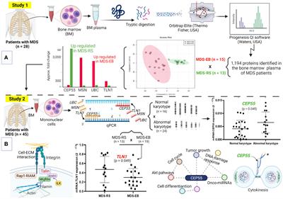 Global Proteomics Analysis of Bone Marrow: Establishing Talin-1 and Centrosomal Protein of 55 kDa as Potential Molecular Signatures for Myelodysplastic Syndromes